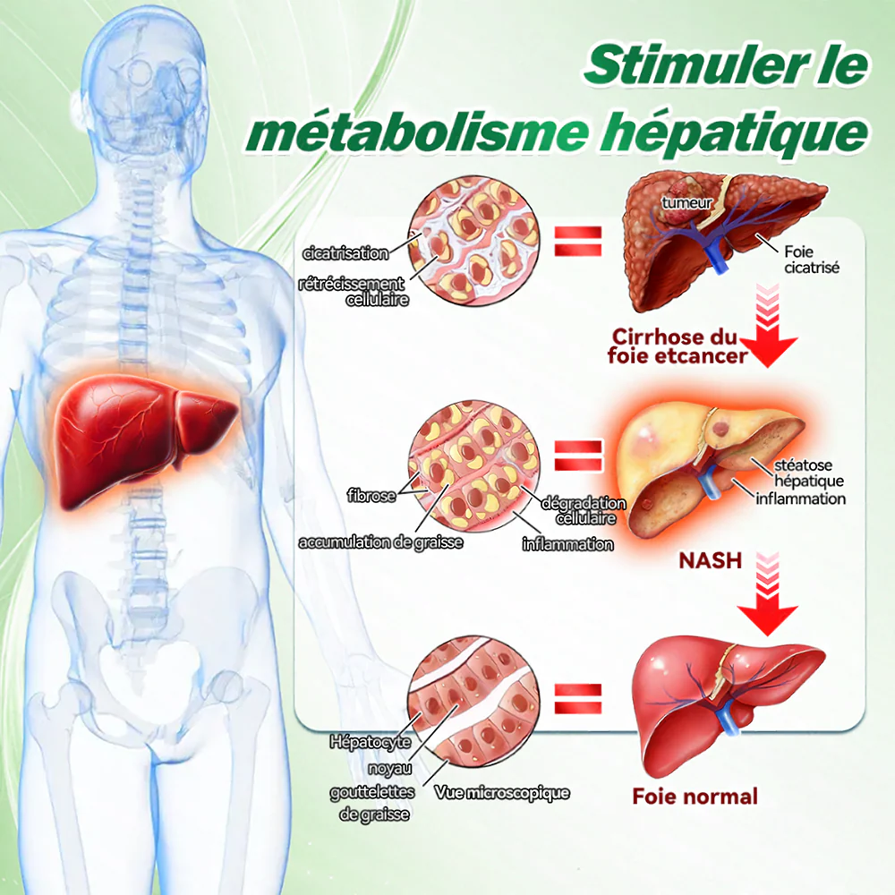 🇫🇷 Nouveauté 2026丨 Purelora® Moringa Berbérine x NAD+ Patch Nano-Microneedle 10-en-1 Une application par jour, changements visibles dès 7 jours. Pour accompagner la gestion du poids et le bien-être global. - Image 12
